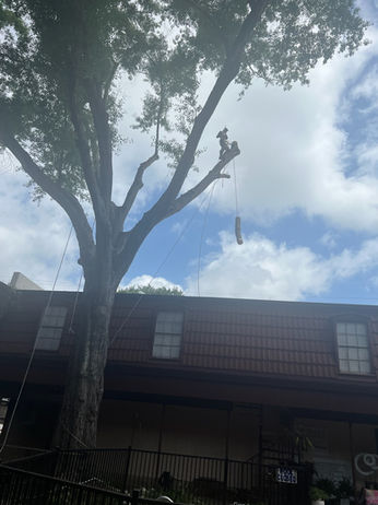 Tree Removal
